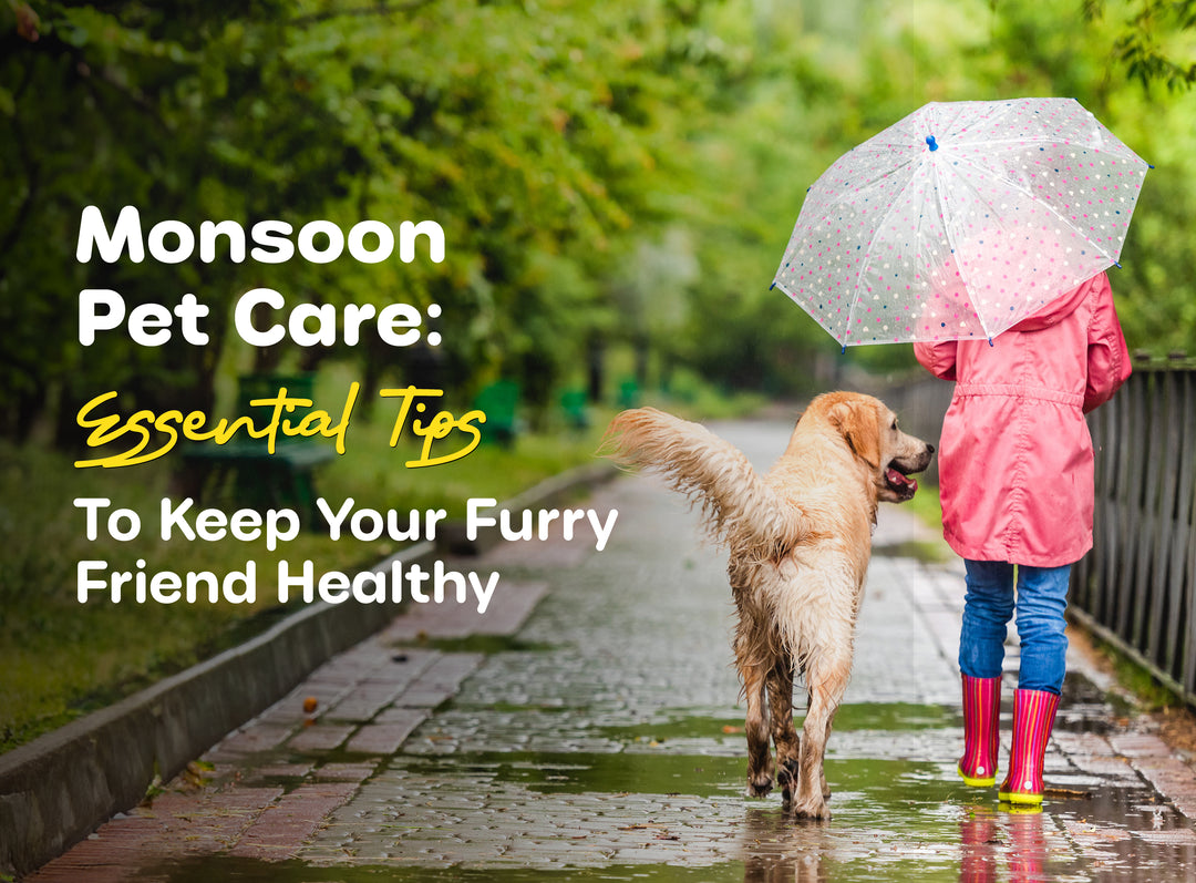 Monsoon Pet Care Tips